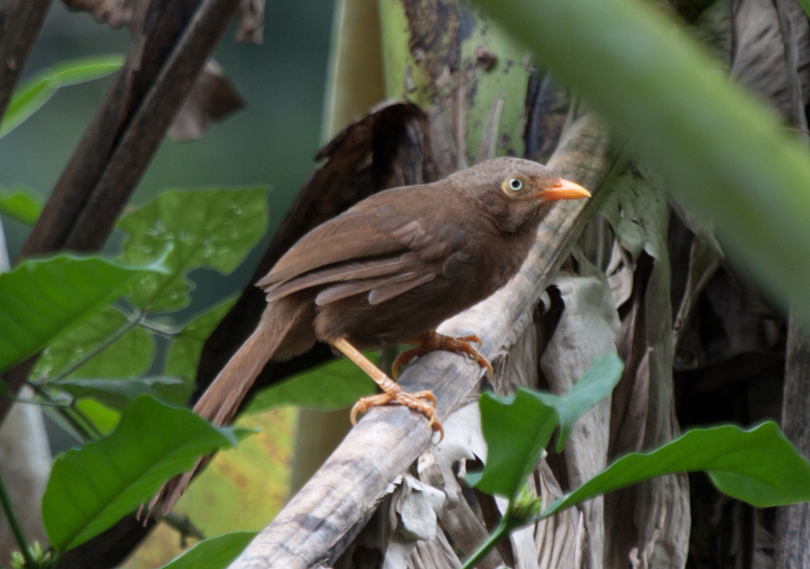 image Orange-billed Babbler
